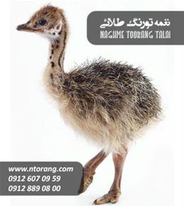 جوجه شتر مرغ یک ماهه